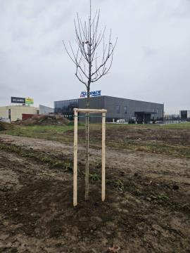 Izgradnja južne ceste (1)